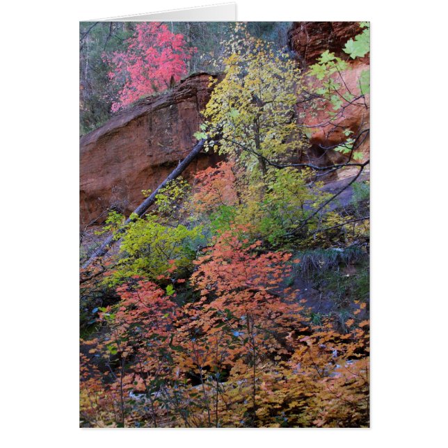 Cartão Todas as cores (Frente)