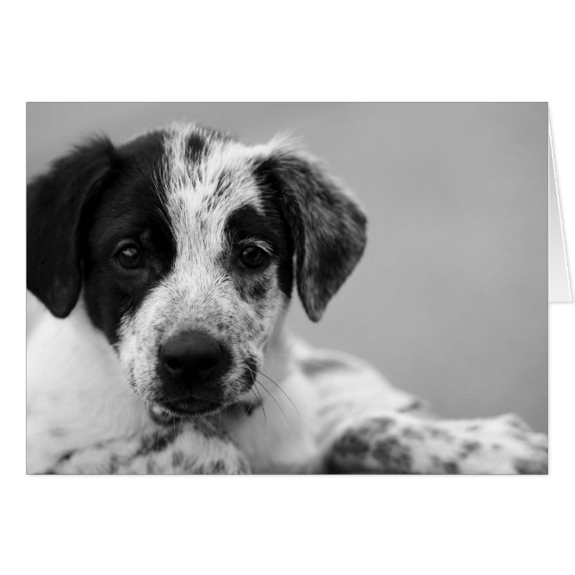 Cartão Todas as Ocasiões (Frente Horizontal)