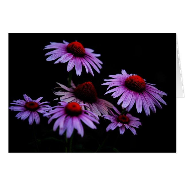 Cartão Todas as ocasiões (Frente Horizontal)