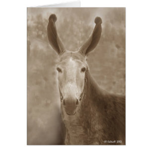 Cartão Todas as orelhas