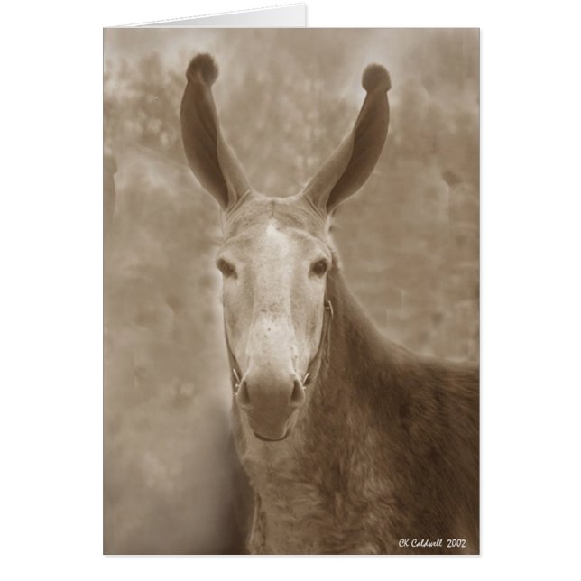 Cartão Todas as orelhas (Frente)