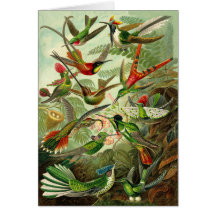 Todo-Ocasião da ilustração do colibri de Haeckel