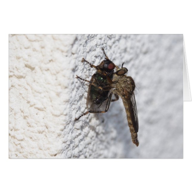 Cartão Tolmerus atricapillus (Frente Horizontal)