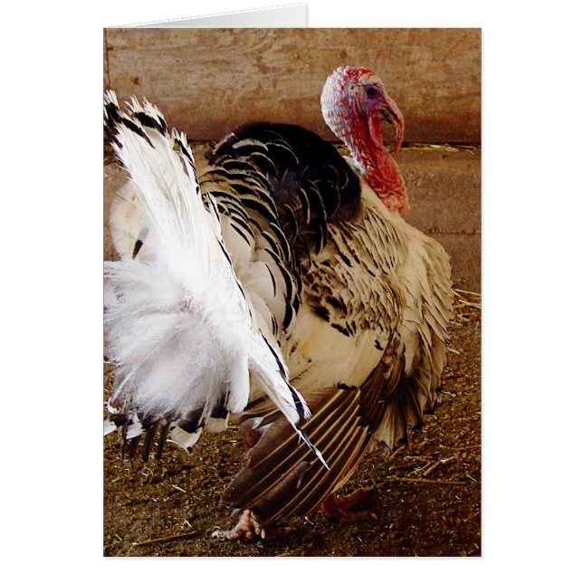 Cartão Tommy (Frente)