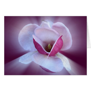 Cartão tons de magnólia rosa