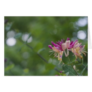 Cartão Toque da madressilva