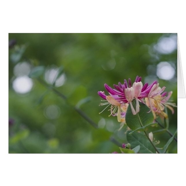 Cartão Toque da madressilva (Frente Horizontal)