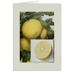 Cartão Toranja