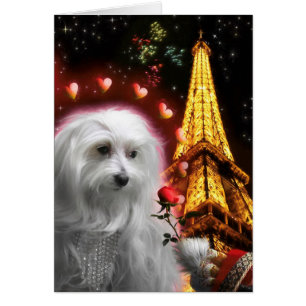 Cartão Torre Eiffel de Cachorro Maltês APAIXONADA DE NOVO