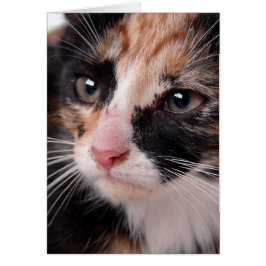 Cartão Torti Gatinho Cobertor Por Dentro Para Todas as Oc