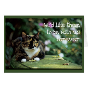 Cartão Tortie Cat no Jardim Bench - Simpatia