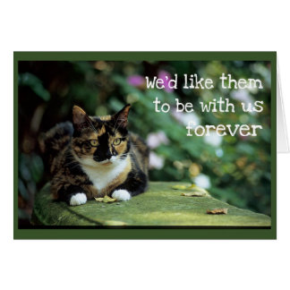 Cartão Tortie Cat no Jardim Bench - Simpatia