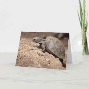 Cartão Tortoise's Challenge