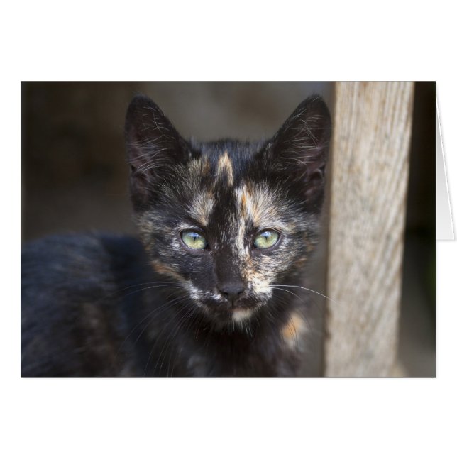 Cartão TortoisesInferno Kitten (Frente Horizontal)