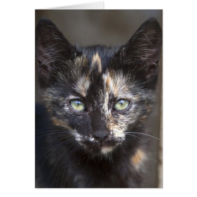 Cartão TortoisesInferno Kitten (Frente)