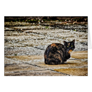 Cartão Tortoisinferno Cat