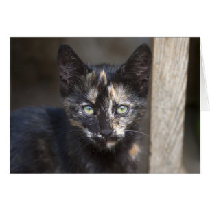 Cartão Tortoisinferno Kitten
