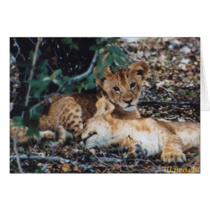 Cartão Toto Simbas (leões do bebê)