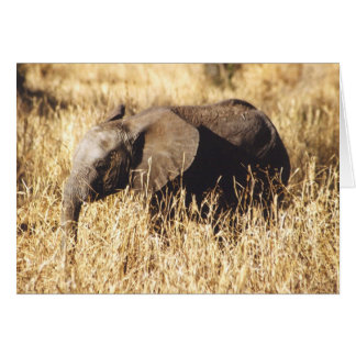 Cartão Toto Tembo (elefante do bebê)