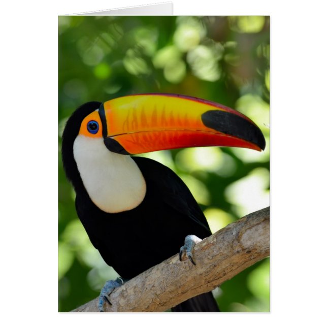 Cartão Toucan (Frente)