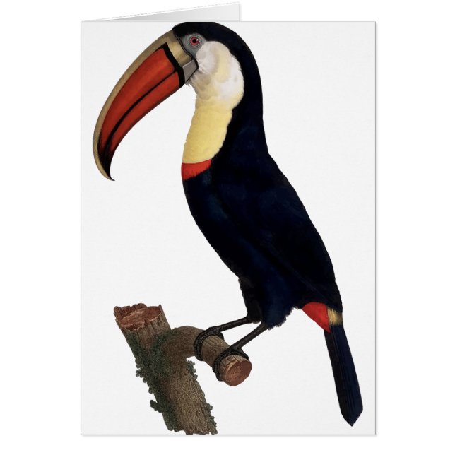 Cartão Toucan (Frente)