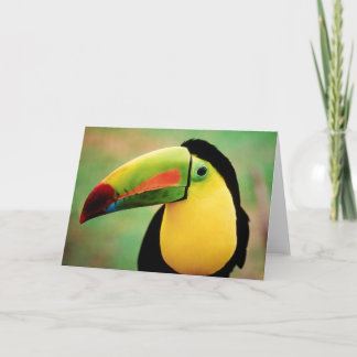 Cartão Toucan Bird Wild Nature Colorful Photography