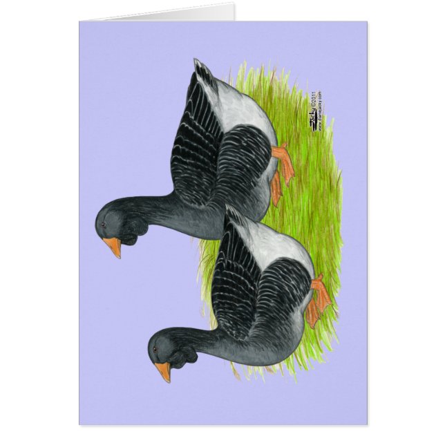 Cartão Toulouse Dewlap Geese (Frente)