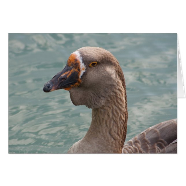 Cartão Toulouse Goose (Frente Horizontal)