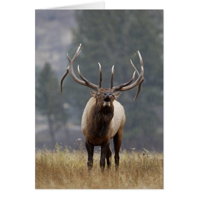 Cartão Touro de Elk Bull, Yellowstone NP, Wyoming 2 (Frente)