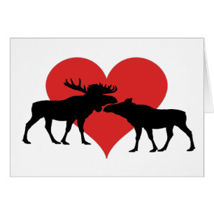 Cartão touro e vaca dos alces