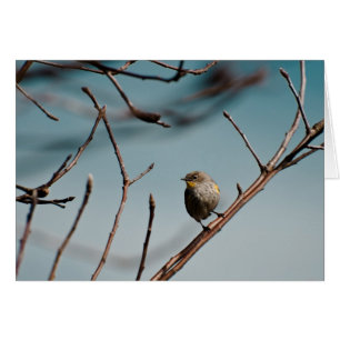 Cartão Toutinegra amarela 01 de Rumped