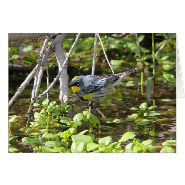 Cartão Toutinegra Amarela-rumped (Frente Horizontal)