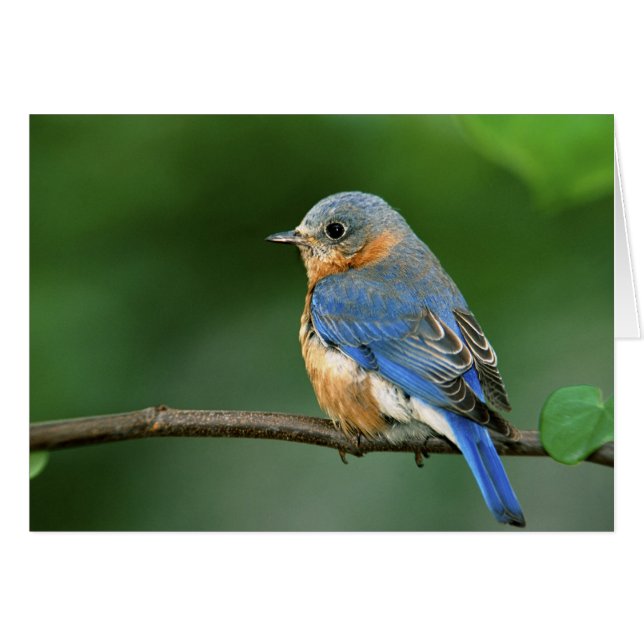 Cartão Toutinegra-azul-fêmea, Sialia sialis (Frente Horizontal)