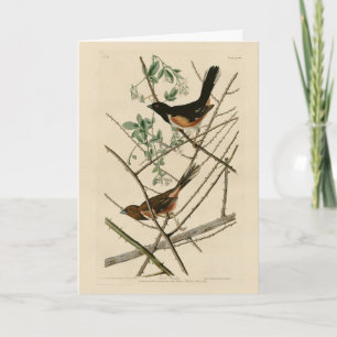 Cartão Towee Bunting (Towee oriental) das Aves de Audubon