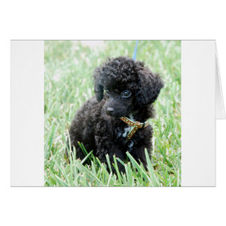 Cartão Toy Poodle Puppy