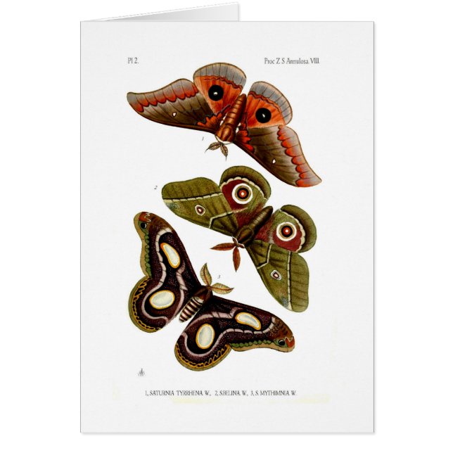 Cartão Traças (Frente)