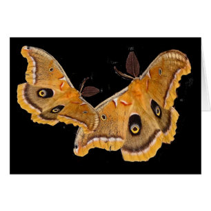 Cartão Traças de Polyphemus