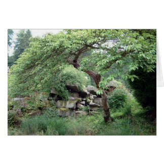 Cartão Tranquilidade