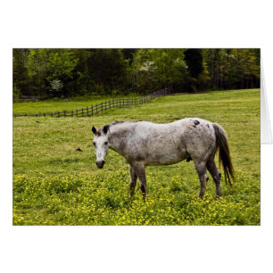 Cartão Tranquilidade