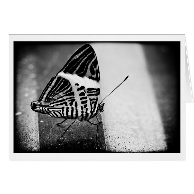 Cartão travessia da borboleta (Frente Horizontal)