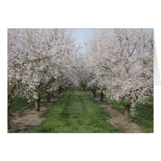 Cartão Tree Blossoms
