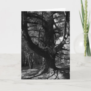 Cartão Trees, UC Santa Cruz, 1963