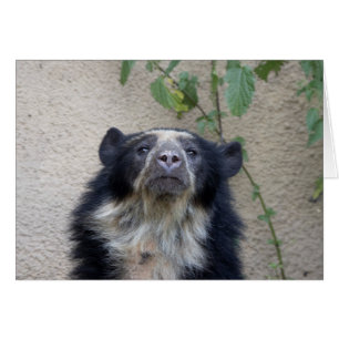 Cartão Tremarctos ornatus - Brillenbär
