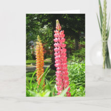 Tremoços num Jardim de Algodão - Vinha de Martha