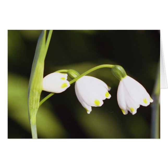 Cartão três (Frente Horizontal)