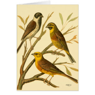 Cartão Três Aves Domésticas Perecidas num Ramo