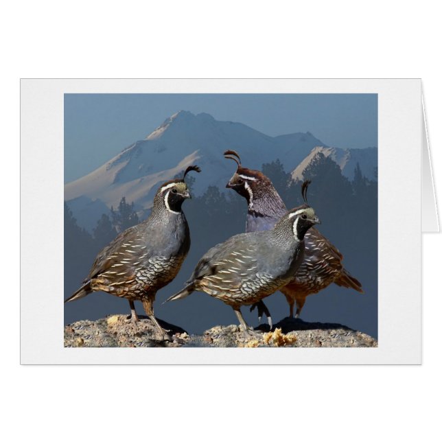 CARTÃO TRÊS CODORNIZ E SHASTA (Frente Horizontal)