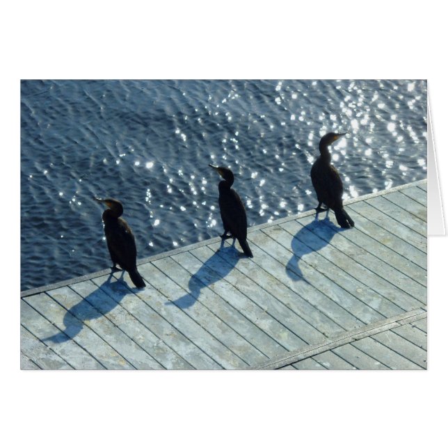 Cartão Três Corvos-marinhos (Frente Horizontal)