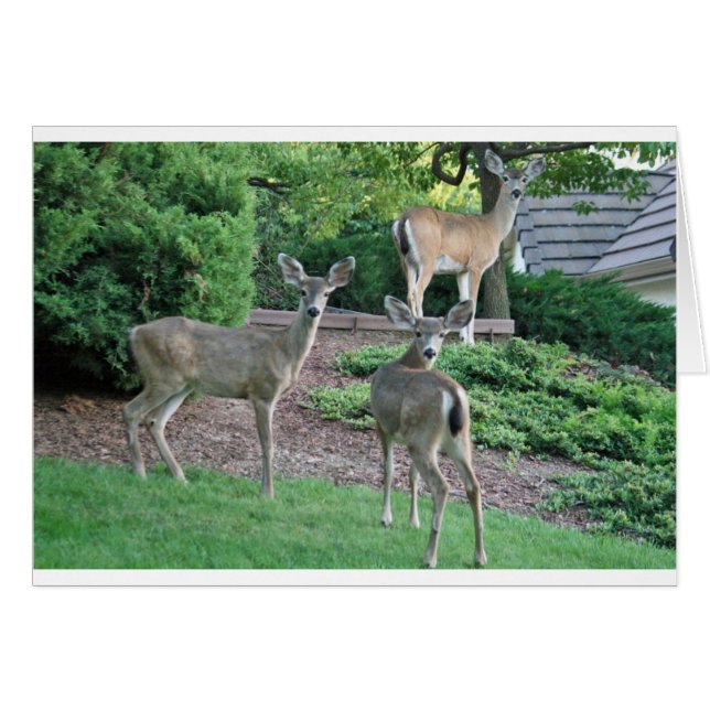 Cartão Três fazem a vista da câmera (Frente horizontal)