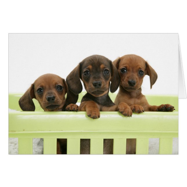 Cartão Três filhotes de cachorro adoráveis do Dachsund (Frente Horizontal)